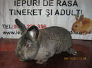 13=MASCUL ;VIENEZ GRI,;7 LUNI ;