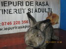 14 ==MASCUL VIENEZ GRI;