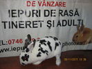 34=MASCUL ;REX DALMATIAN ;