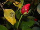 DSCN4697
