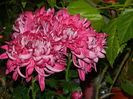 DSCN4771