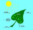 fotosinteza (1)