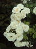 DSC04600