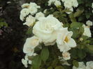 DSC04601