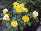 DSC04398