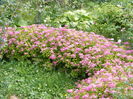 Spiraea Magic Carpet