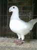 vandut