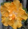 Hibiscus Harvest Moon