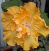 Hibiscus Harvest Moon