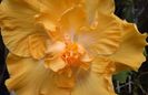 Hibiscus Harvest Moon