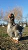SAM_8387