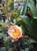 DSC01224