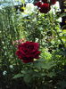 DSC02185