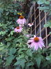 DSC02292