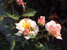 DSC02424