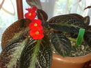 episcia
