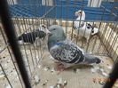 DSC07431