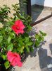 IMG_20150730_110650