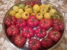 TOMATE (Soi italian originar din apropierea Florenţei)COSTOLUTO FIORENTINO