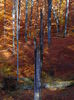 DSC01729