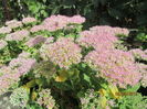 Sedum spectabilis (2)