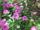 Vinca (2)