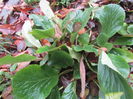 Bergenia toamna
