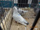 DSC07516
