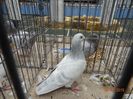 DSC07528