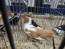 DSC07631