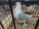 DSC07675