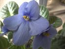 floricica e super mare