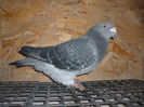 F  2010