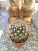 cactus??
