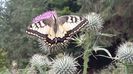 Papilio machaon