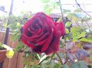 IMG_20151201_125930