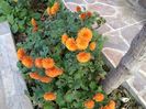 IMG_20151201_125650