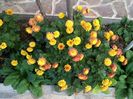 IMG_20151201_125641