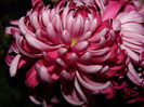 DSCN5051