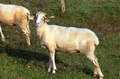 Rasa Agneau des Pyrenees