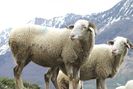 Rasa de oi de talie mare din Alpi