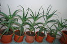 Aloe 3 ani-80 lei buc.,.