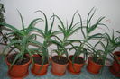 Aloe 3 ani-80 lei buc.,