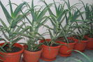 Aloe 5 ani-250 lei buc.,