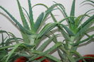 Aloe 5 ani-250 lei buc.