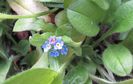 myosotis