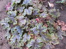 heucherella_tapestry