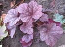 heuchera berrysmoothie
