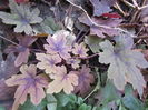 heucherella sweet tea