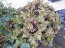 heuchera marmelade